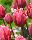 Tulipa 'Pretty Princess'
