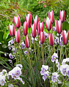 Tulipa Peppermintstick