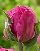 Tulipa Don Double