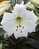 Lilium White Triumph