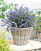 Ceanothus Blue Sapphire