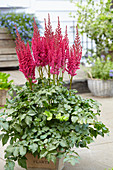 Astilbe chinensis Partiezz™ Karaoke Party