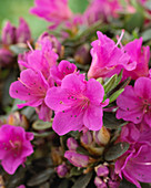 Rhododendron Hiroko