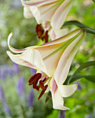 Lilium 'Passion Moon'