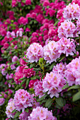 Rhododendron