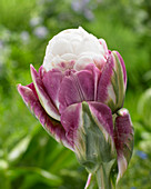 Tulipa 'Ice Cup'