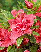 Rhododendron 'Cherie'