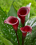 Zantedeschia 'Red Charm'