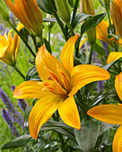 Lilium 'Gold Twin'