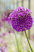 Allium