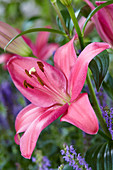 Lilium 'Pirandello'®