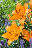 Lilium 'Corolla'