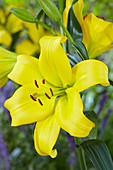 Lilium 'Mynnou'®