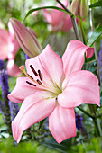 Lilium 'Mestre'®