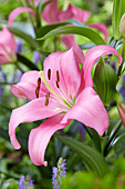 Lilium 'Merlet'®