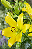 Lilium 'Golden Tycoon'®