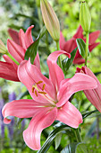 Lilium Indian Summerset ®