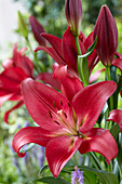 Lilium 'Follow Me'®