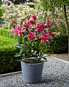 Lilium 'Roselily Elena'®