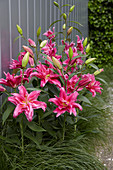 Lilium 'Roselily Elena'®