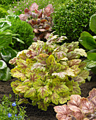 Heuchera 'Da Vinci'