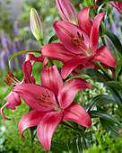 Lilium 'Opportunity'