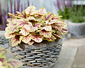 Heuchera 'Picasso'