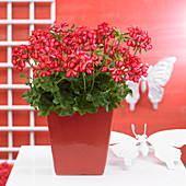 Pelargonium 'Villetta Red White'