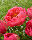 Paeonia 'Coral Sunset'