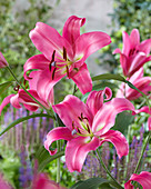 Lilium 'Profundo'