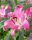 Lilium 'Donato'