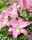 Lilium 'Tabledance'