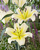 Lilium 'Catina'