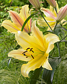 Lilium 'Golddigger'