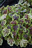 Heuchera Solar Flare