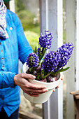 Hyacinthus