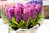 Hyacinthus Purple Sensation