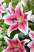 Lilium pink