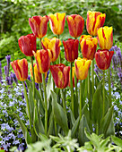 Tulipa 'Harmony'