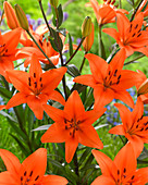 Lilium 'Tres Chic'