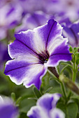 Petunia 'Viva® Blue Stardust'