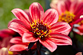 Dahlia Happy Days Red Flame (HDRF155) ®