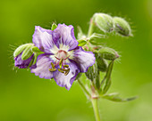 Geranium 'Censation ™ Kora'