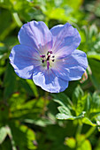 Geranium Happy Buxton