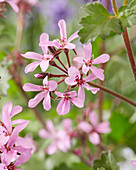 Geranium Japfu