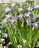 Iris B & T intermedia Variegata reginae