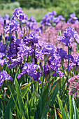 Iris and Allium flowers