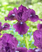 Iris pumila 'Nambe'