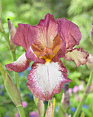 Iris germanica 'Crinoline'