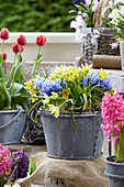 Spring flowers on pot